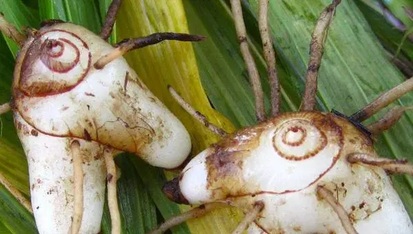 怎样种植白芨？做好田间管理，保持土壤湿润