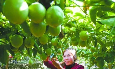 百香果果园冬季防冻措施介绍