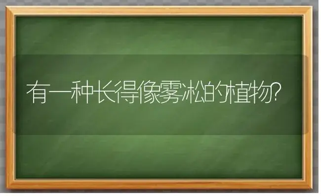 有一种长得像雾凇的植物？ | 植物问答