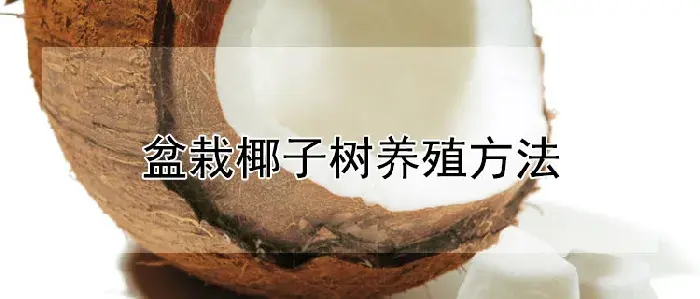 盆栽椰子树养殖方法