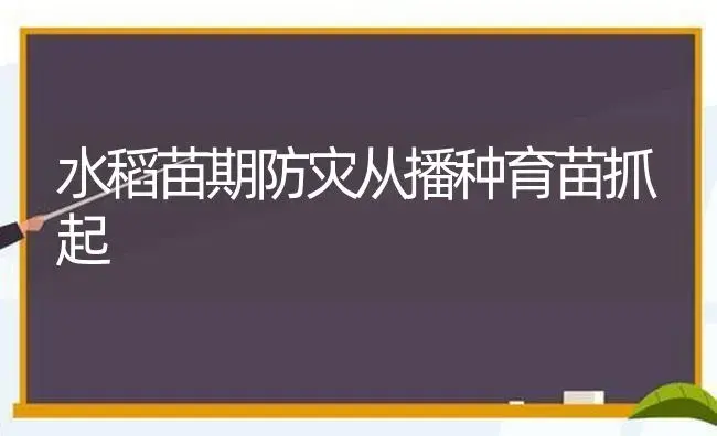 水稻苗期防灾从播种育苗抓起 | 植物科普