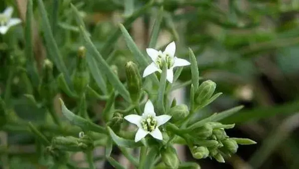 百蕊草选地整地、播种育苗、田间管理、种植技术