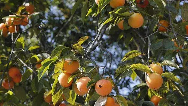 2018种柿子赚钱吗？柿子种植的利润与投资成本及前景预测