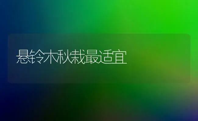 悬铃木秋栽最适宜 | 植物科普