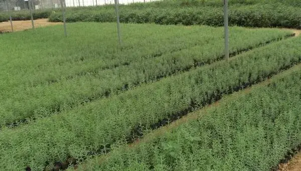 迷迭香种植方法与注意事项 迷迭香的修剪技巧