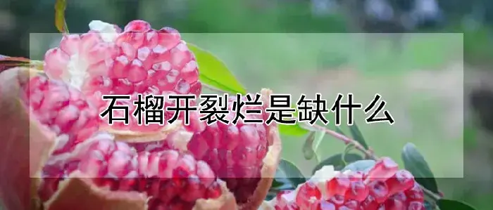 石榴开裂烂是缺什么