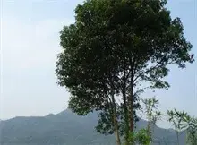 小香樟的快速繁殖方法