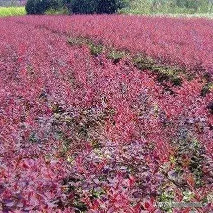 紫叶小蘖在大理适合种植吗？