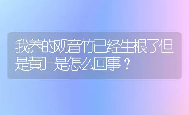 我养的观音竹已经生根了但是黄叶是怎么回事？ | 植物问答