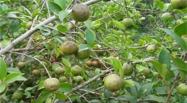 油茶树种植注意事项及条件