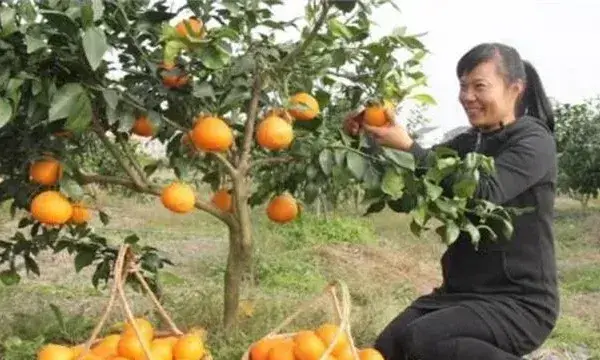 红美人柑橘种植技术