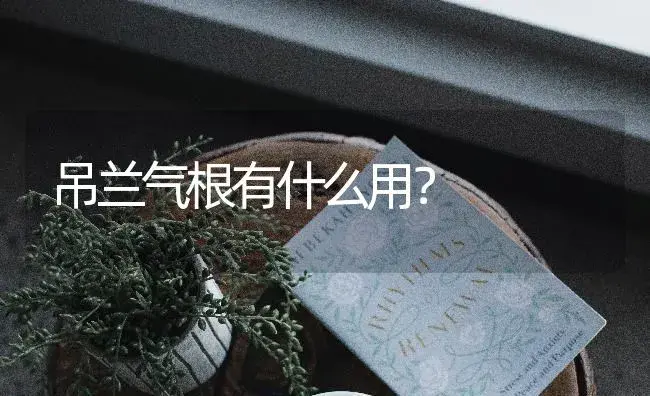 吊兰气根有什么用？ | 植物问答