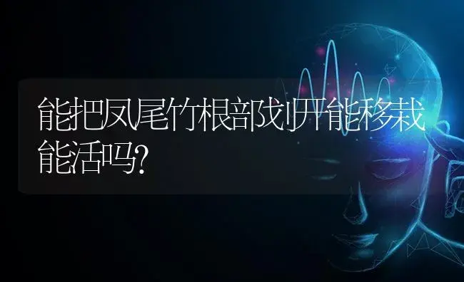 能把凤尾竹根部划开能移栽能活吗？ | 植物问答