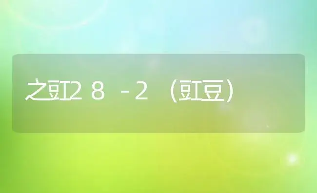 之豇28－2（豇豆） | 植物科普