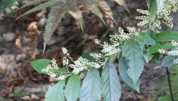 地胆草种子选种育苗技巧