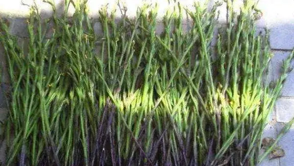 独脚金种植技术，3月底至4月初播种
