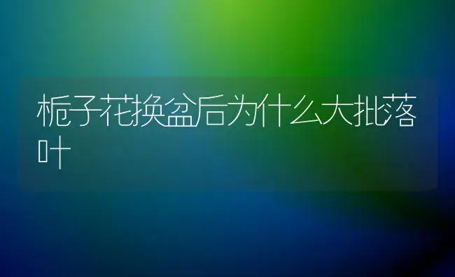 栀子花换盆后为什么大批落叶 | 植物科普