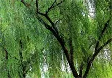 百年柳树重生记
