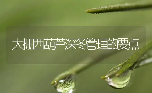 大棚西葫芦深冬管理的要点 | 植物百科