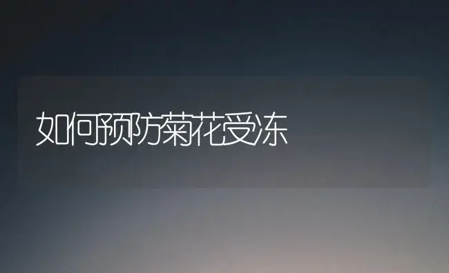 如何预防菊花受冻 | 植物科普