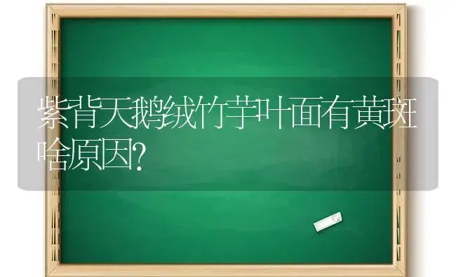 紫背天鹅绒竹芋叶面有黄斑啥原因？ | 植物问答