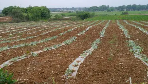 西瓜高产种植技术