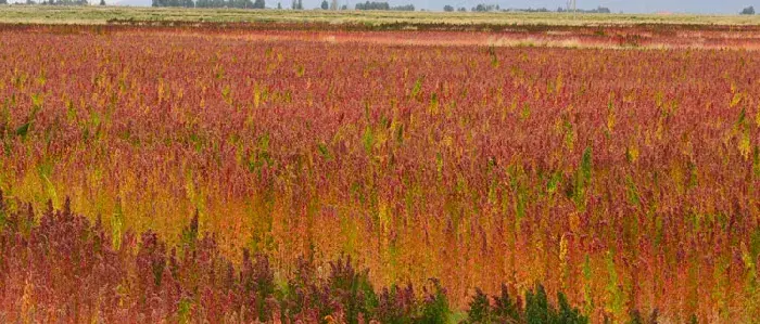 藜麦种植时间，一般在春末时节种植