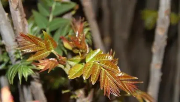 大棚香椿树的种植方法