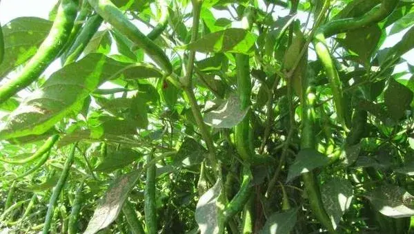 露地辣椒种植技术