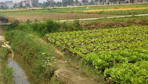 生菜种植时间，四季都可以种