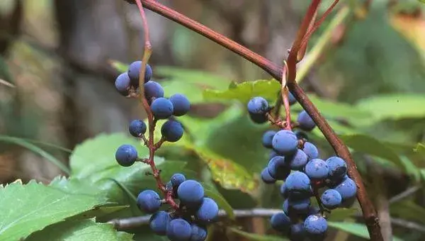 山葡萄种植方法及栽培技术