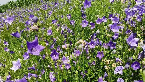 桔梗的种植季节和方法，可选春播和冬播