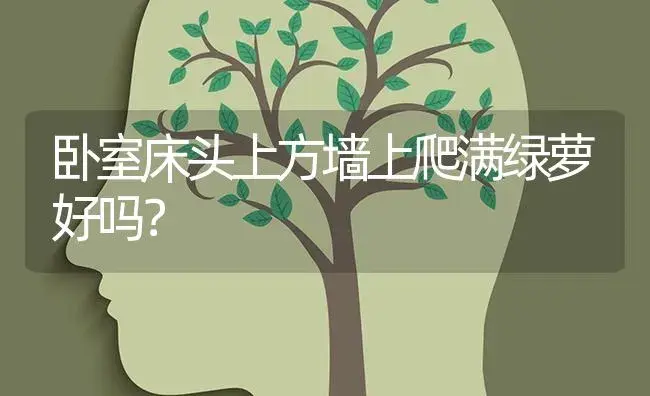 卧室床头上方墙上爬满绿萝好吗？ | 植物问答