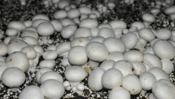 双孢菇市场前景怎么样 种植双孢菇风险大不大