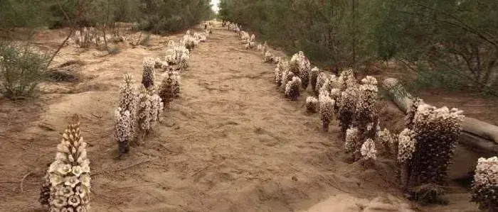 肉苁蓉种植成本及利润分析 肉苁蓉产地在什么地方