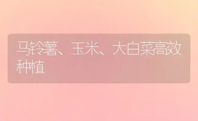 马铃薯、玉米、大白菜高效种植 | 植物百科