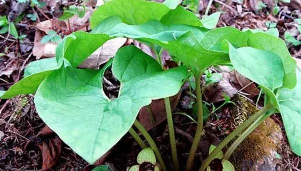 细辛种植技术 细辛种植时间及方法