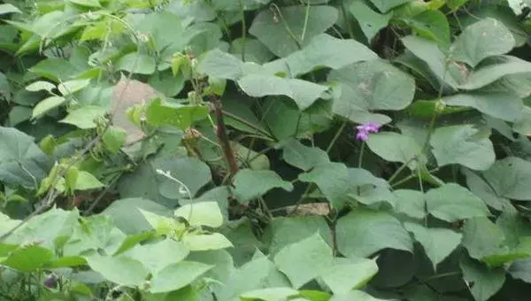 紫扁豆科学种植技术