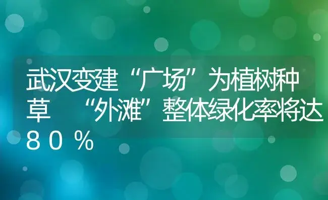 武汉变建“广场”为植树种草 “外滩”整体绿化率将达80％ | 植物科普