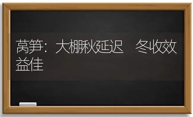 莴笋：大棚秋延迟 冬收效益佳 | 植物科普