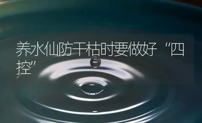 养水仙防干枯时要做好“四控” | 植物知识