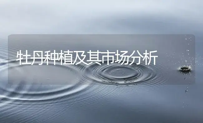 牡丹种植及其市场分析 | 植物知识
