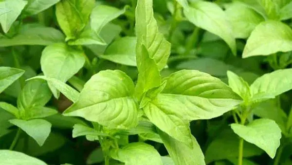 荆芥怎么种 荆芥种植时间和方法