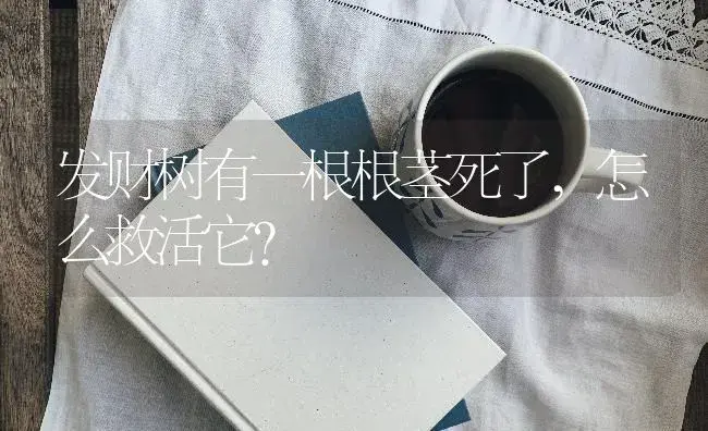 发财树有一根根茎死了,怎么救活它？ | 植物问答