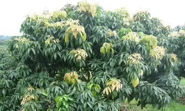 荔枝修剪技术
