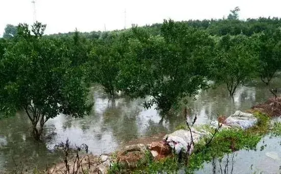 果园暴雨前后管理方法技术