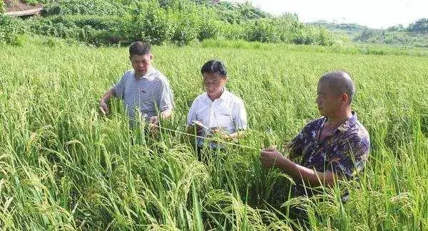 富硒懒人稻品种特色和经济效益