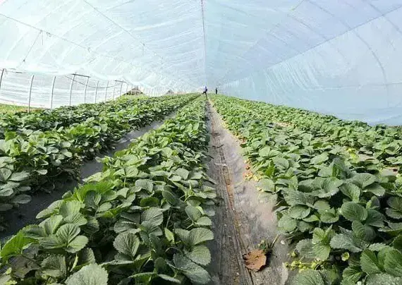 大棚种植草莓如何管理产量高？