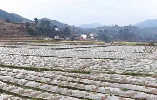 黑白地膜的区别及其优缺点