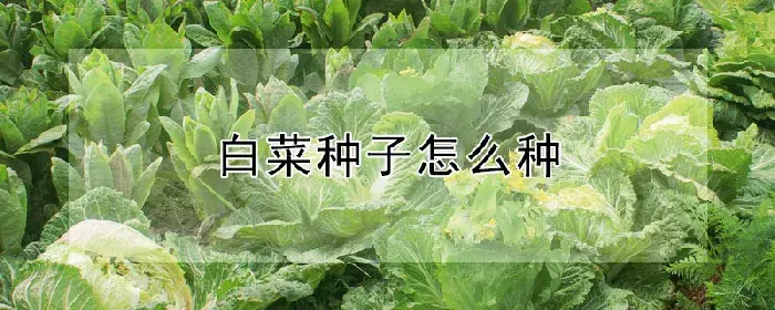 白菜种子怎么种